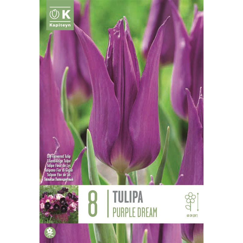 Tulip ‘Purple Dream’ (8 bulbs) image 0