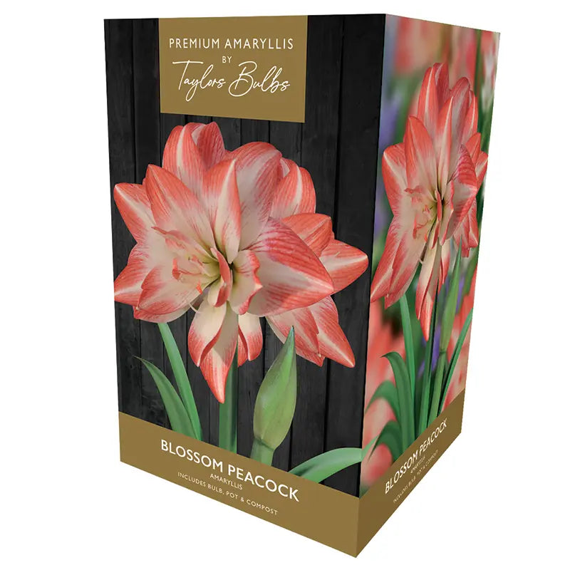 Amaryllis 'Blossom Peacock' (Premium Indoor Growing Kit Gift Pack) image 0