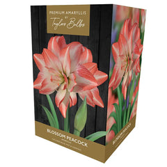 Amaryllis 'Blossom Peacock' (Premium Indoor Growing Kit Gift Pack) image 0