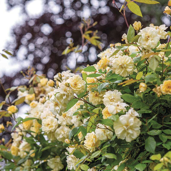 David Austin Malvern Hills® Rambling Rose (6-Litre Pot) image 2