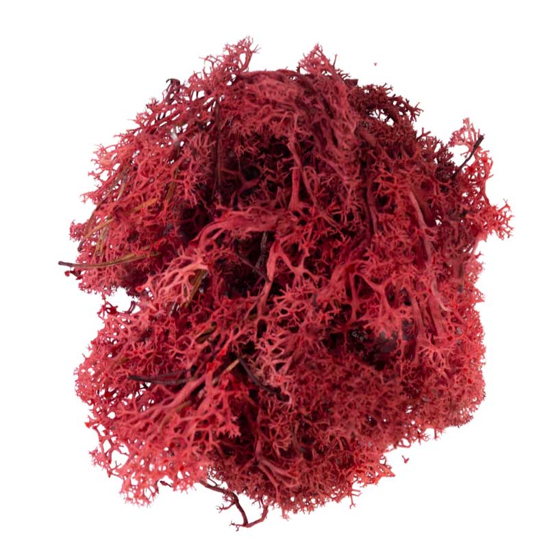 My Village Red Reindeer Moss (50g) image 0