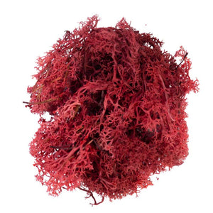 My Village Red Reindeer Moss (50g) image 0