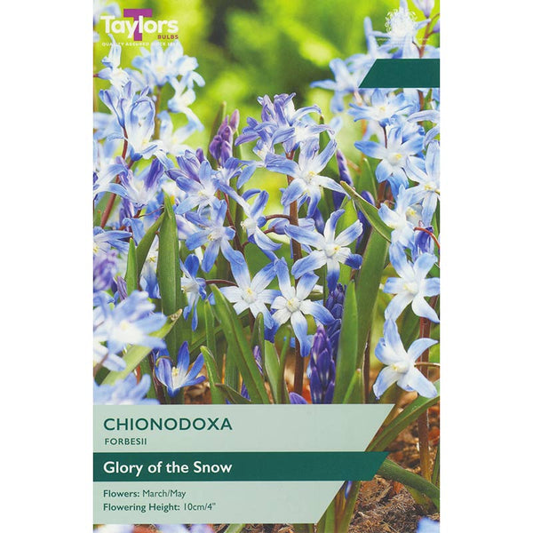Chionodoxa Forbesii (20 Bulbs) image 0