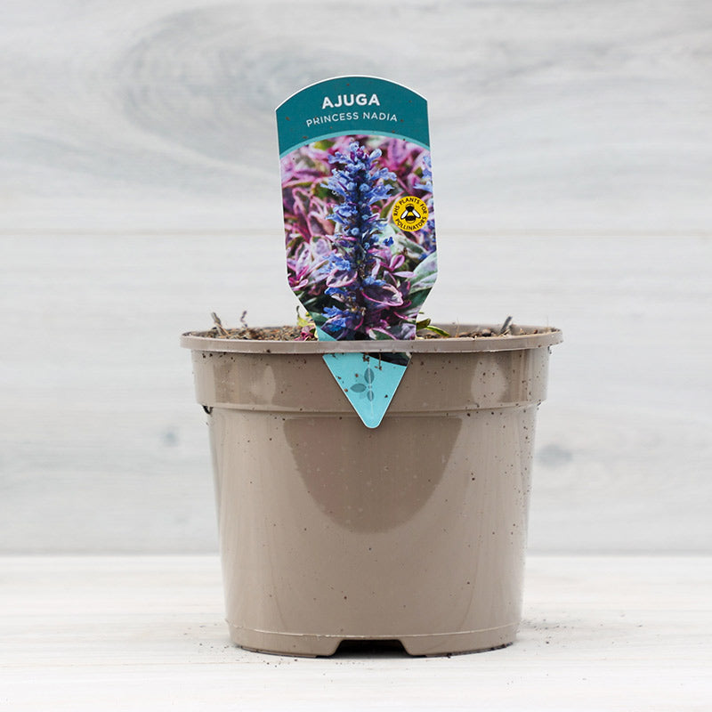 Ajuga tenorei ‘Princess Nadia’ (2-Litre Pot) image 0