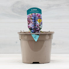 Ajuga tenorei ‘Princess Nadia’ (2-Litre Pot) image 0