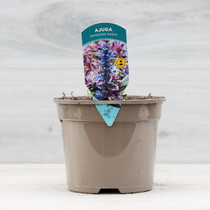 Ajuga tenorei ‘Princess Nadia’ (2-Litre Pot) image 0