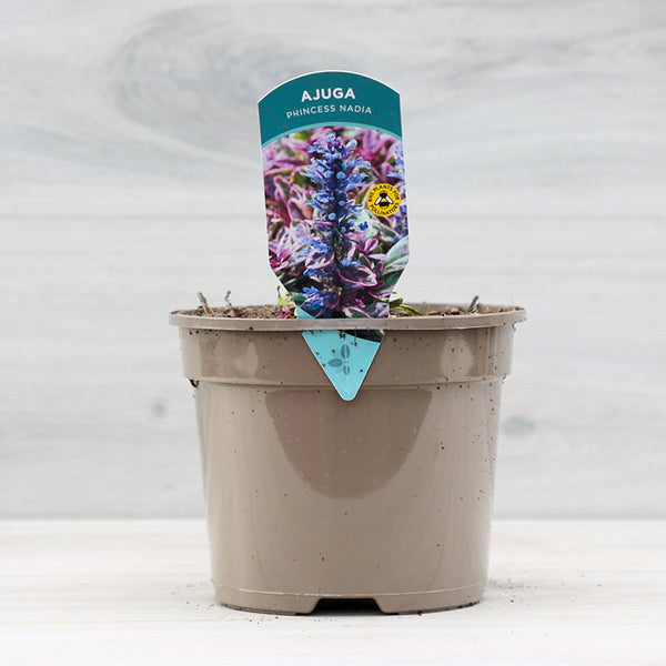 Ajuga tenorei ‘Princess Nadia’ (2-Litre Pot) image 0