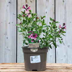 Salvia 'Peach Melba' (2-Litre Pot) image 0