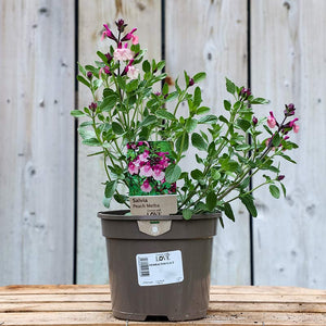 Salvia 'Peach Melba' (2-Litre Pot) image 0