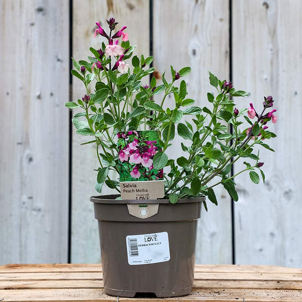 Salvia 'Peach Melba' (2-Litre Pot) image 0