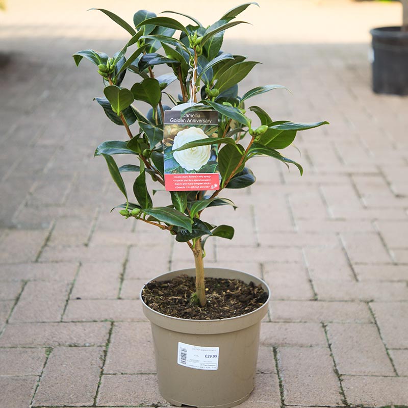 Camellia japonica 'Golden Anniversary' (4 litre pot) image 0