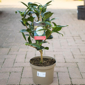 Camellia japonica 'Golden Anniversary' (4 litre pot) image 1