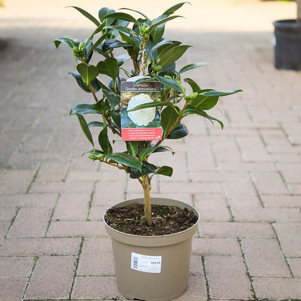 Camellia japonica 'Golden Anniversary' (4 litre pot) image 1