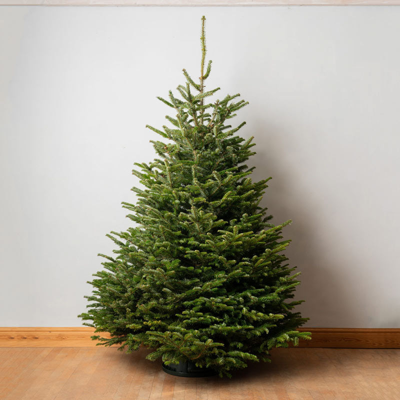 Nordmann Fir Premium Cut Real Christmas Tree image 0