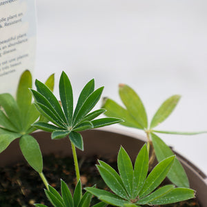 West Country Lupin ‘Desert Sun’ (3-Litre Pot) image 1