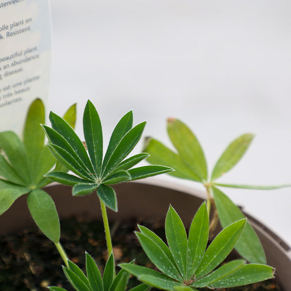 West Country Lupin ‘Desert Sun’ (3-Litre Pot) image 1