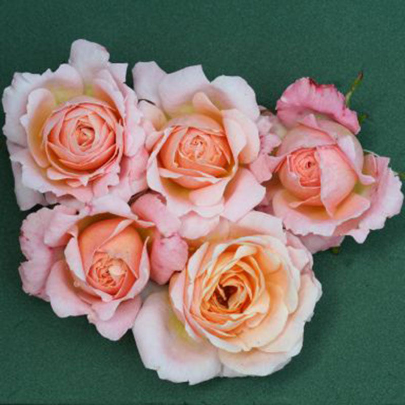 Whartons Roses ‘Peachy’ Patio Rose (3-Litre Pot) image 0
