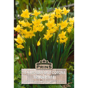 Narcissus 'Tripartite' (10 bulbs) image 0