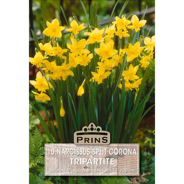 Narcissus 'Tripartite' (10 bulbs) image 0
