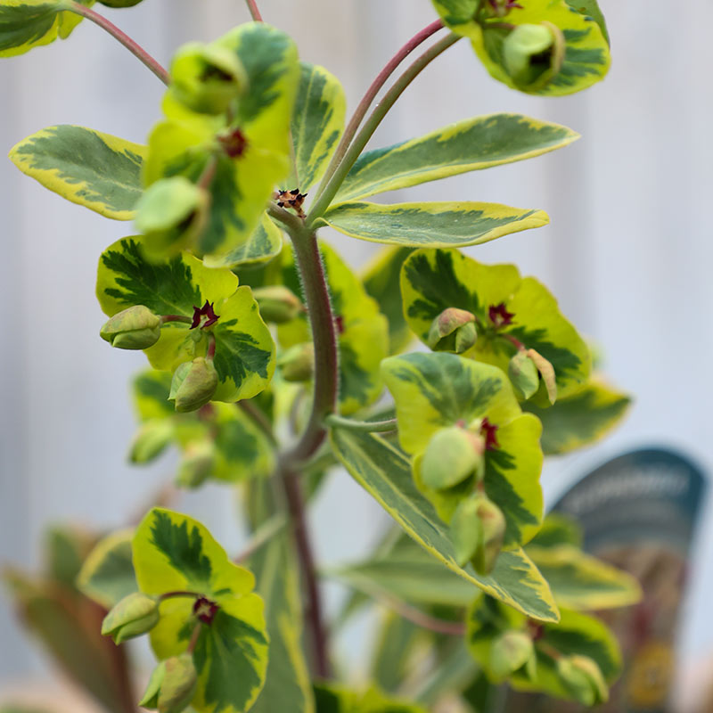 Euphorbia x martini ‘Ascot Rainbow’ (2-Litre Pot) image 0