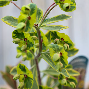 Euphorbia x martini ‘Ascot Rainbow’ (2-Litre Pot) image 1
