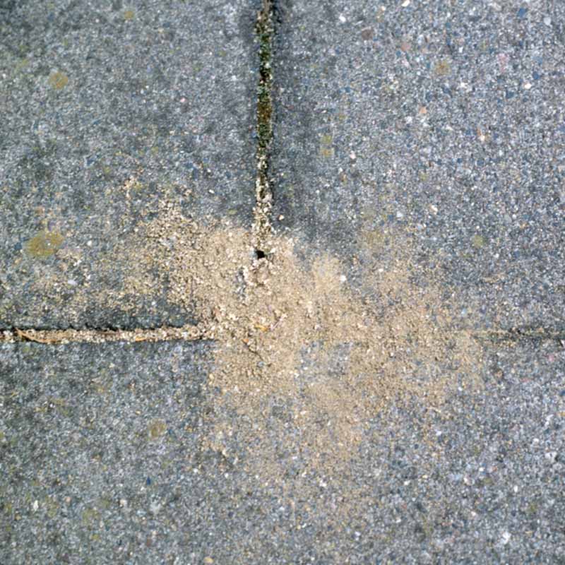 Neudorff Ant Killer Granules (500g) image 0