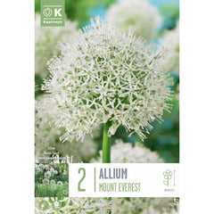 Allium ‘Mount Everest’ (2 bulb) image 0