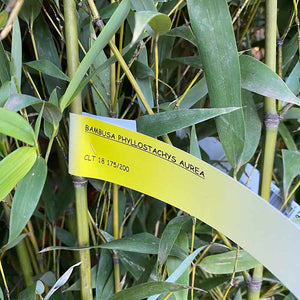 Phyllostachys aurea fishpole bamboo - 18 litre pot image