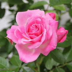 Whartons Roses ‘Carefree Days’ Patio Shrub Rose (3-Litre Pot) image 0