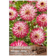 Dahlia Cactus 'Hayley Jane' (1 tuber) image 0