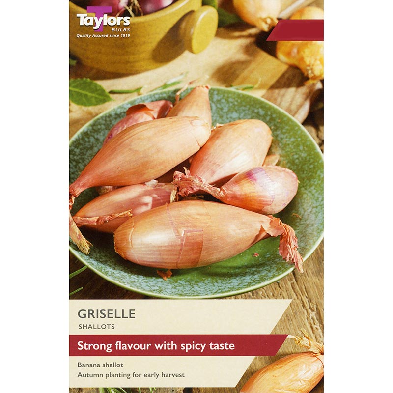 'Griselle' Shallot Sets image 0