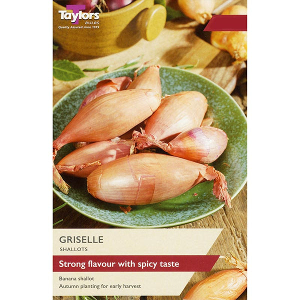 'Griselle' Shallot Sets image 0