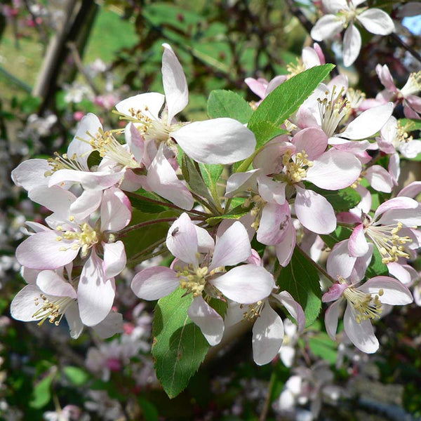 Malus floribunda Tree (Japanese Crab) (12-Litre Pot) image 0