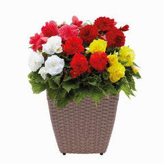 Pre-Planted Flower Bulbs in a Rattan Planter – Begonia Mixed image 0