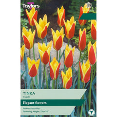 Tulip ‘Tinka’ (10 Bulbs) image 0