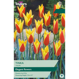 Tulip ‘Tinka’ (10 Bulbs) image 0