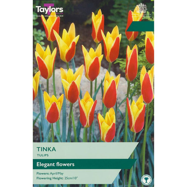 Tulip ‘Tinka’ (10 Bulbs) image 0