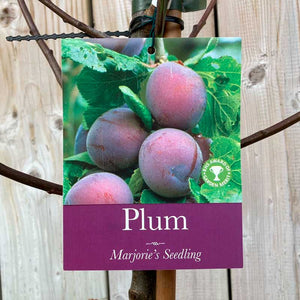 'Marjories Seedling' Plum Tree (12-Litre Pot) image 1