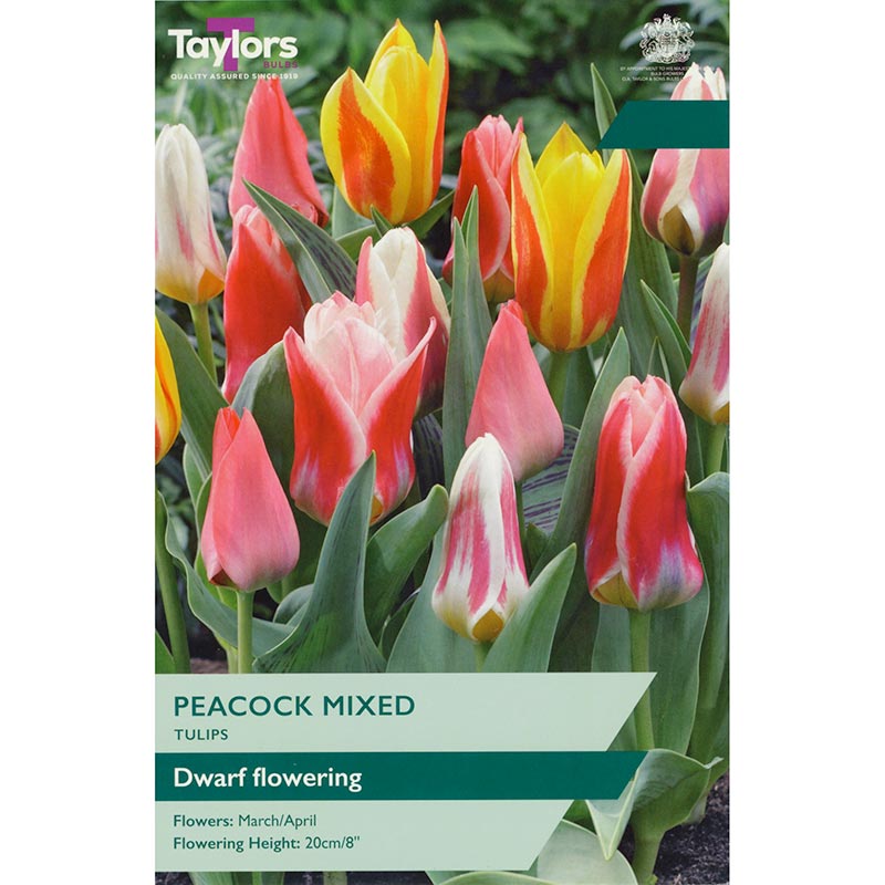 Tulip ‘Peacock Mixed’ (10 Bulbs) image 0