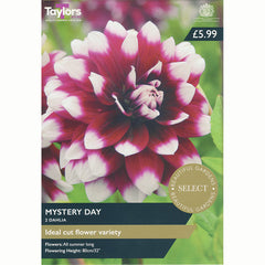 Dahlia Decorative 'Mystery Day' with Red and White Flowers (2 Tubers) image 0