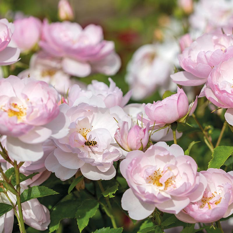 David Austin Scarborough Fair® (Ausoran) English Shrub Rose (6-Litre Pot) image 0
