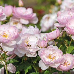 David Austin Scarborough Fair® (Ausoran) English Shrub Rose (6-Litre Pot) image 1