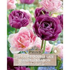 Tulip 'Candy Sensation' (25 bulbs) image 0