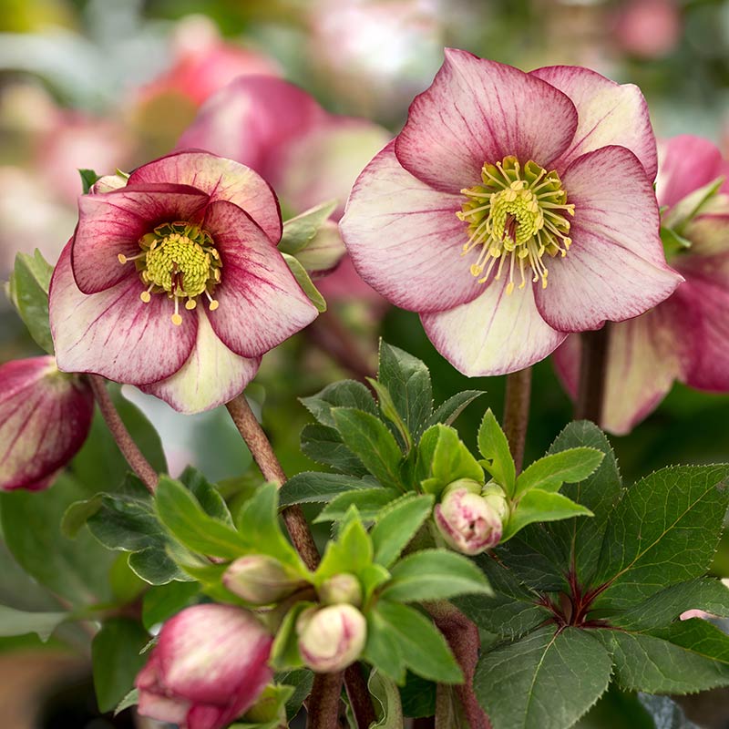 Helleborus ‘HGC Ice N’ Roses Carlotta’ (2-Litre Pot) image 0