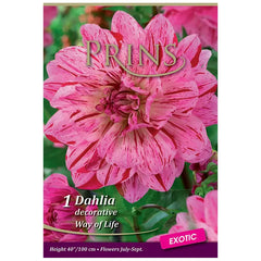 Dahlia Decorative 'Way of Life' (1 tuber) image 0