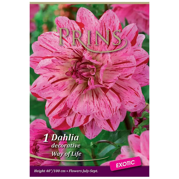 Dahlia Decorative 'Way of Life' (1 tuber) image 0