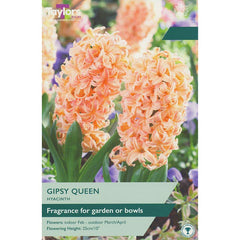 Hyacinth ‘Gipsy Queen’ (4 Bulbs) image 0