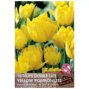 Tulip 'Yellow Pompenette' (10 bulbs) image 0