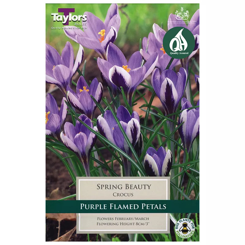 Crocus minimus 'Spring Beauty' (10 bulbs) image 0