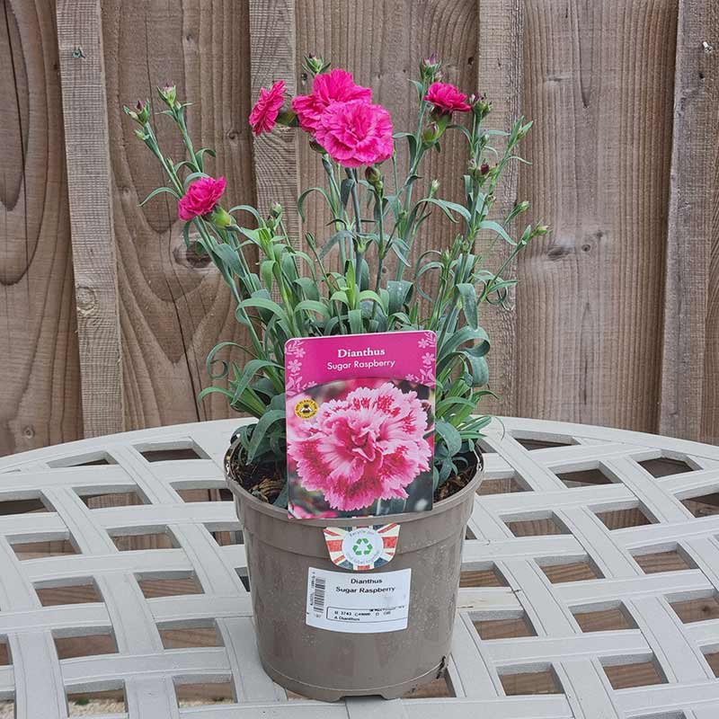 Dianthus ‘Sugar Raspberry’ (1.5-Litre Pot) image 0